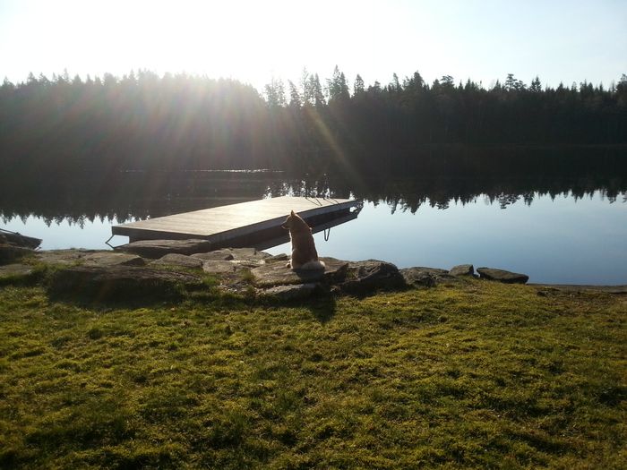 Hekla sitter på sin favoritplats tidigt en vacker morgon